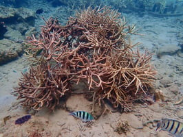 Save Coral Reefs, Save the Earth Ecosystem